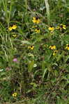 Clasping coneflower